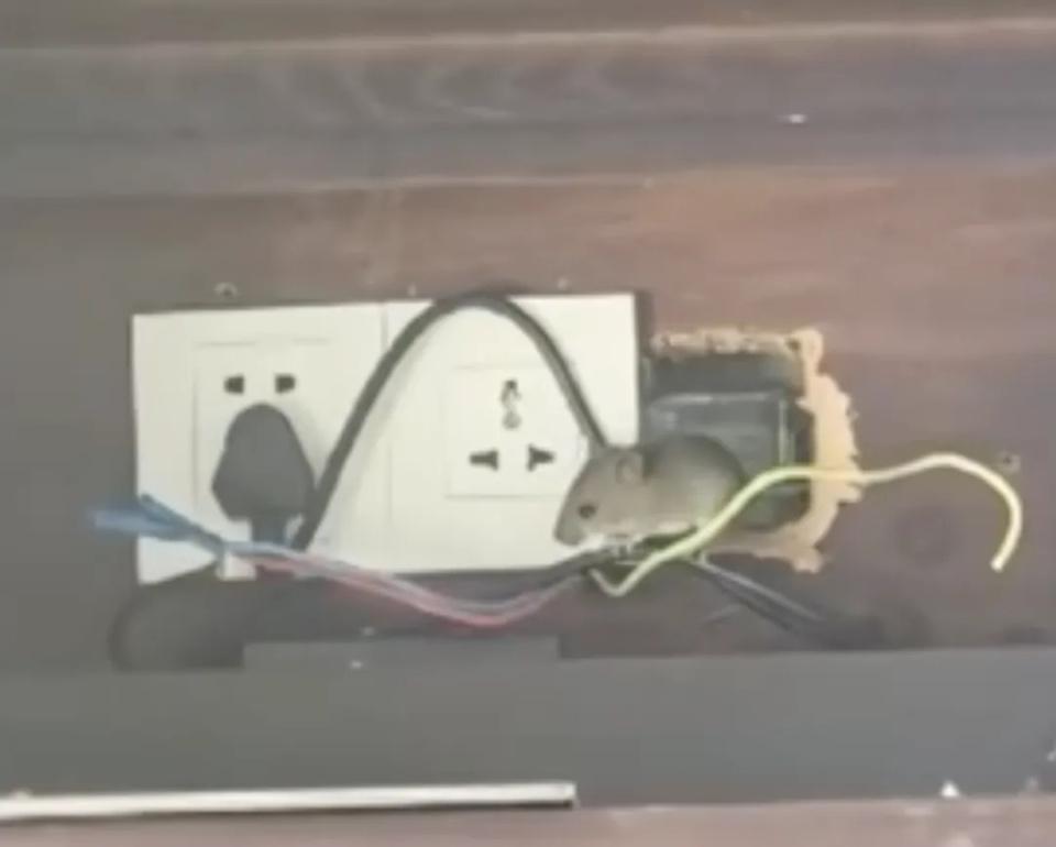  海南度假酒店突发鼠患，住客高价入住遇惊魂一夜；文旅局介入，赔偿协商仍在进行。 新闻