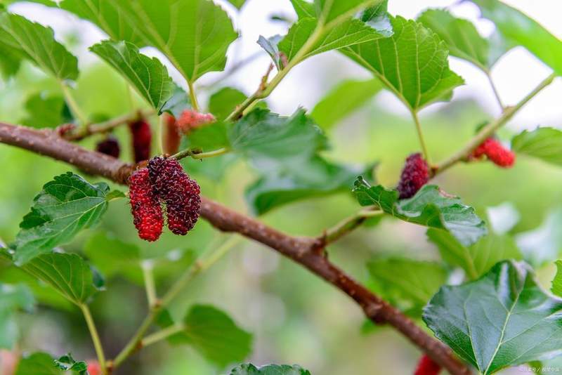  记忆宫殿的坍塌与重建：老屋如何在意识深处完成永恒驻留 文化旅游