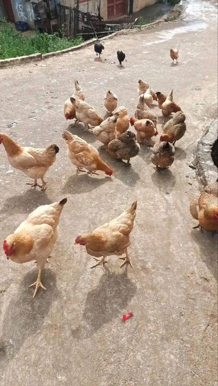 【深度拆解】土鸡养殖的经济账：从投料到收益，一文算清为何农户说亏本
