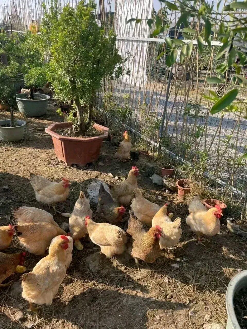  【深度拆解】土鸡养殖的经济账：从投料到收益，一文算清为何农户说亏本 新闻