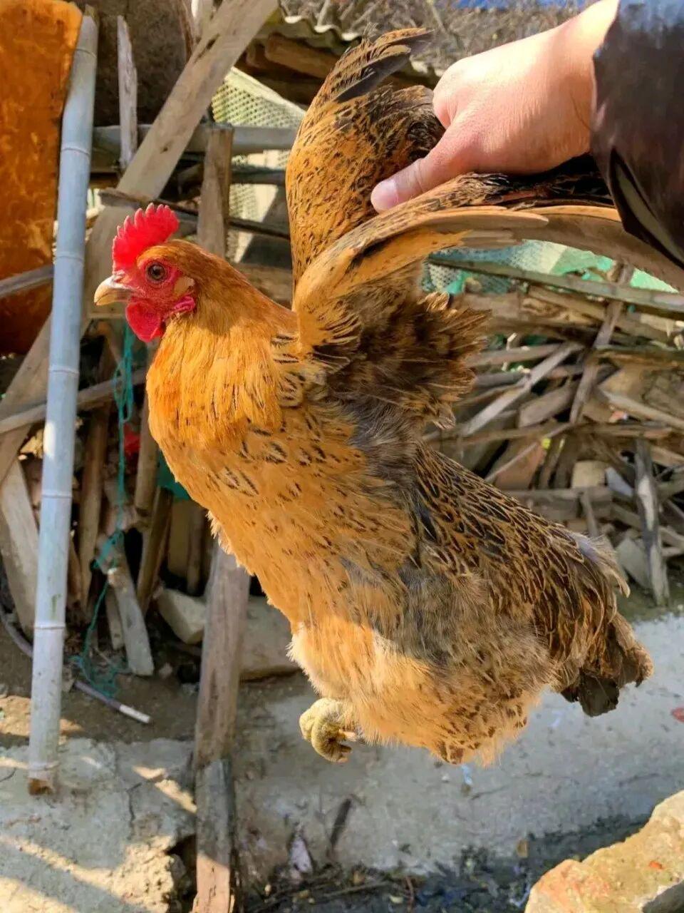  【深度拆解】土鸡养殖的经济账：从投料到收益，一文算清为何农户说亏本 新闻