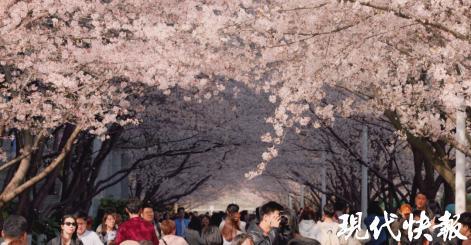 数字化管理赋能校园开放：南京林业大学赏花季10万人流量解析