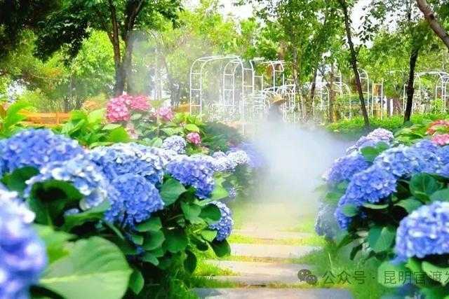 【深度技术解析】官渡区城市花卉景观系统全解:从月季育种到花期调控的科学密码 文化旅游